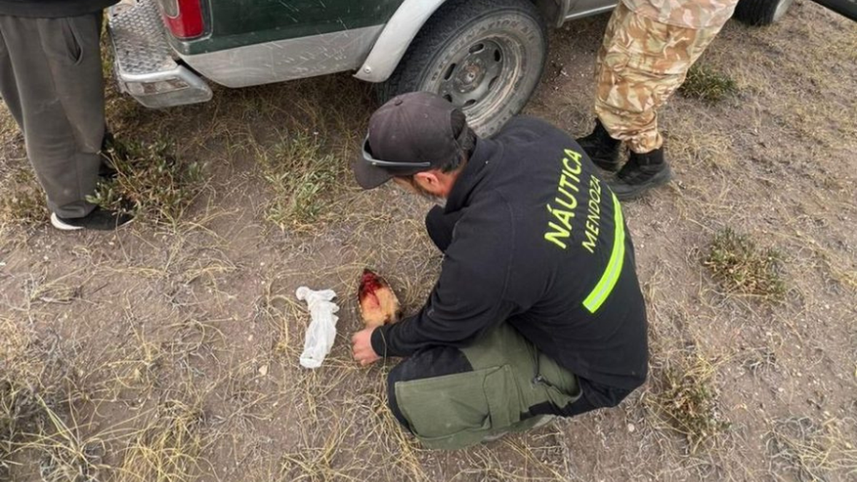 Detectan caza furtiva de piches en San Rafael y alertan por el uso de perros de cacería en zonas rurales