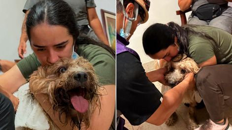 Antonio, un perro que apareció con vida a más de nueve metros de profundidad entre los escombros en Colombia.