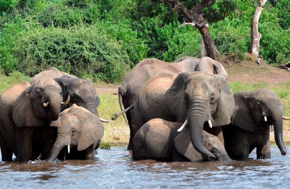 Una turista murió aplastada por un elefante durante un safari