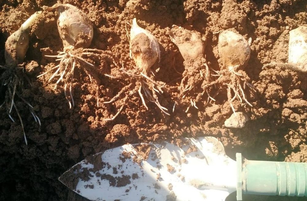 ¿Cómo iniciar una buena plantación para obtener los mejores resultados?