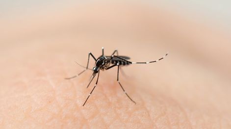 Dos jóvenes murieron por dengue en Tucumán y crece los casos en el país: ¿Cuál es la situación en Mendoza?