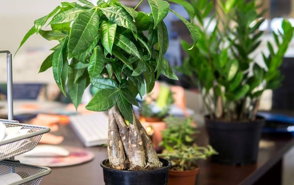 Cuidar correctamente esta planta no solo ayuda a realizar mejor la fotosíntesis, sino que contribuye a que el aspecto del ambiente siga siendo armónico y elegante.