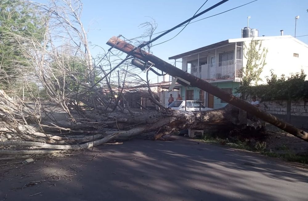 El viento Zonda dejó árboles caídos y una de las zonas más afectadas fueron Malargüe  y San Rafael. - Gentileza