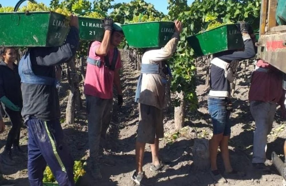 A los compañeros vendimiadores