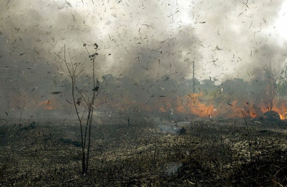 Los incendios en Bolivia arrasan miles de hectáreas de bosques y pastizales. Gentileza / mundo.sputniknews.com