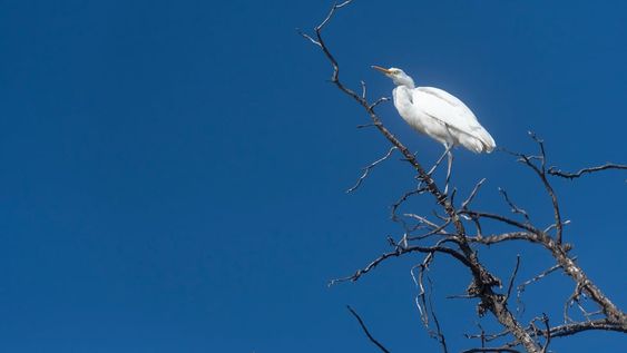 La naturaleza gana terreno: avistan garzas blancas y un Hocó Colorado en el Parque