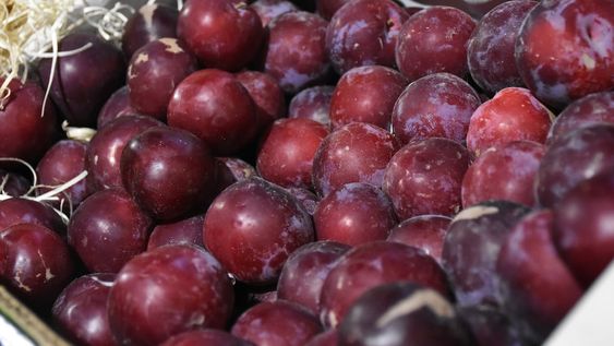Se han certificado envíos por más de 129 toneladas de fruta a través del Sistema Integrado de Medidas Fitosanitarias / Foto: Los Andes