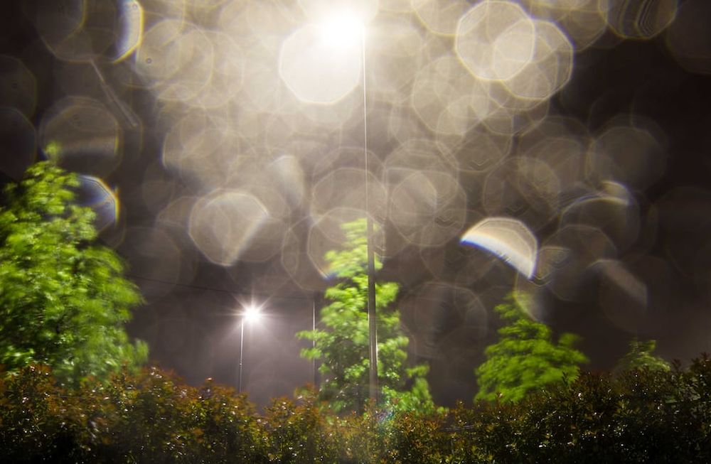 Si tenemos plantas sensibles, en invierno lo mejor es regar o vaporizar por la noche y a su alrededor -no directamente sobre la tierra- para generar así una mayor humedad ambiente.