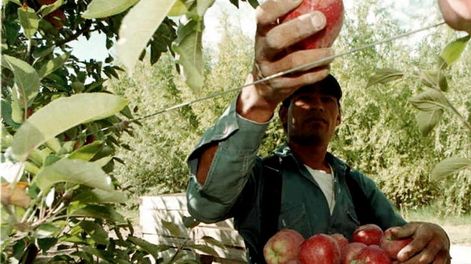 Los productores se muestran pesimistas respecto a la rentabilidad de sus cosechas. Foto: Ignacio Blanco / Los Andes
