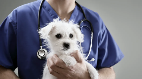 Cuáles son las 3 razas de perros que necesitan más visitas al veterinario.