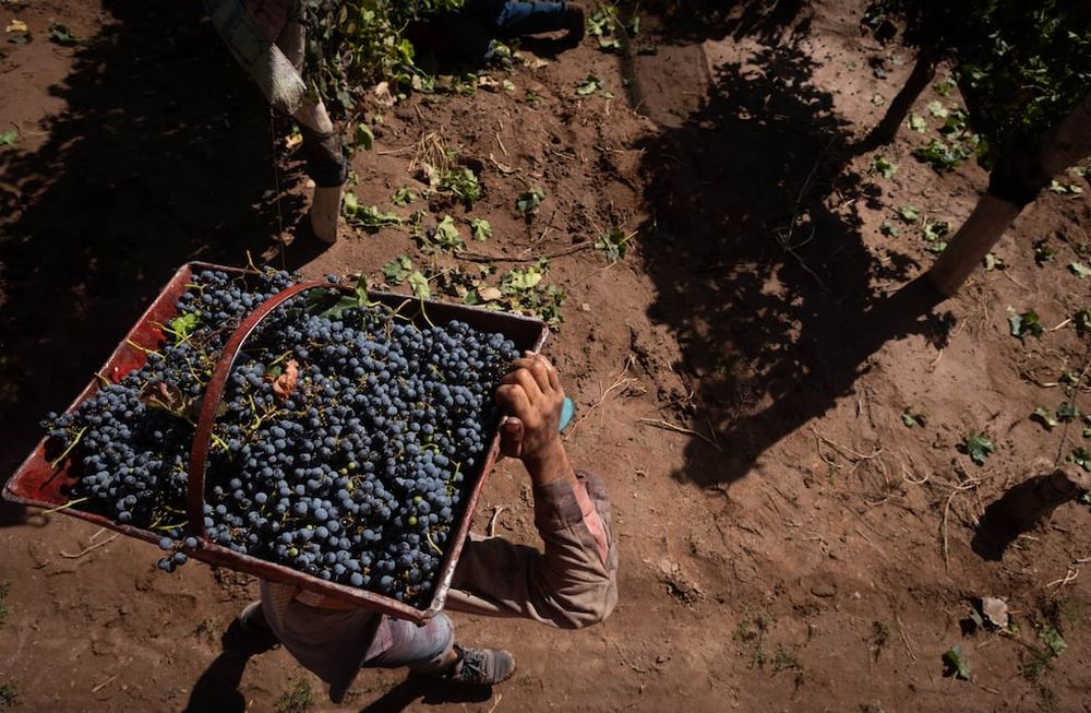 Tras la implementación de un nuevo operativo de anticipo de cosecha, productores mendocinos destacaron una importante tonificación en los precios de venta/ Foto: Ignacio Blanco / Los Andes
