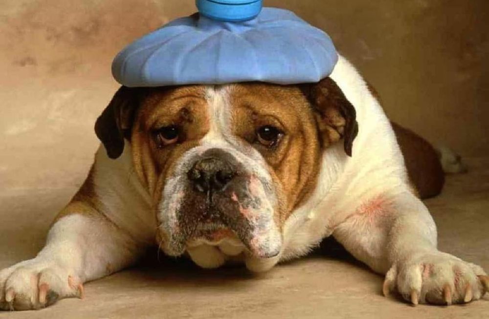 Mascotas: golpes de calor fatales, ¿cómo resguardarlos del peligro?