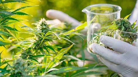 Cannabis medicinal. / archivo