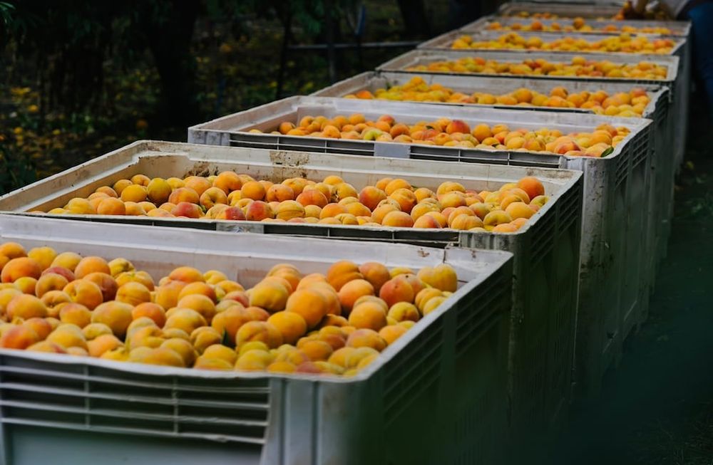 La provincia es la principal productora nacional de durazno para industria, y en los últimos años viene apostando por nuevas variedades y sistemas de cultivo intensivos. Imagen: gentileza Innovafruit.