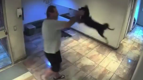 Indignación: un hombre fue detenido tras ser filmado arrojando brutalmente a su perro contra el piso.