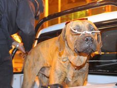  Perros de raza Fila brasileros, los peligros de su agresividad.