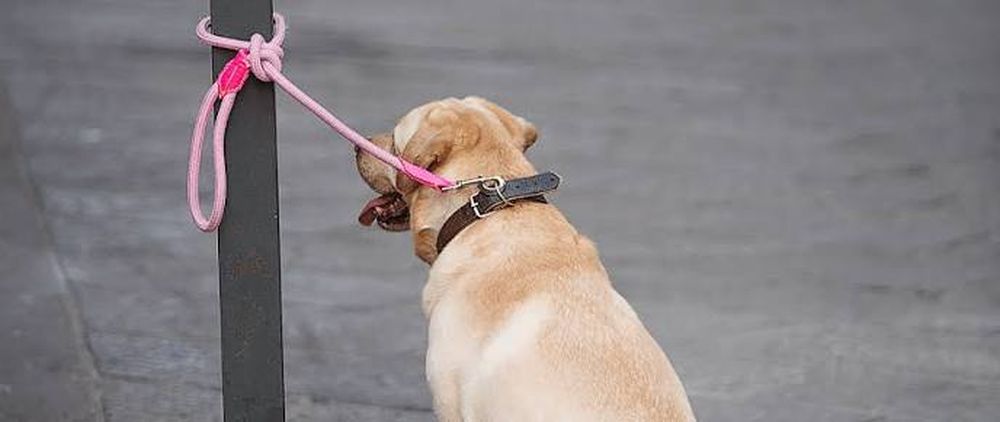 La única excepción admitida por el legislador responde a prescripciones veterinarias expresas fundamentadas en la salud o el bienestar del animal.