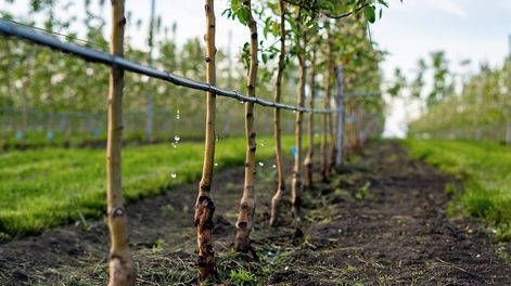 Riego, por qué conviene invertir aun en tiempos malos