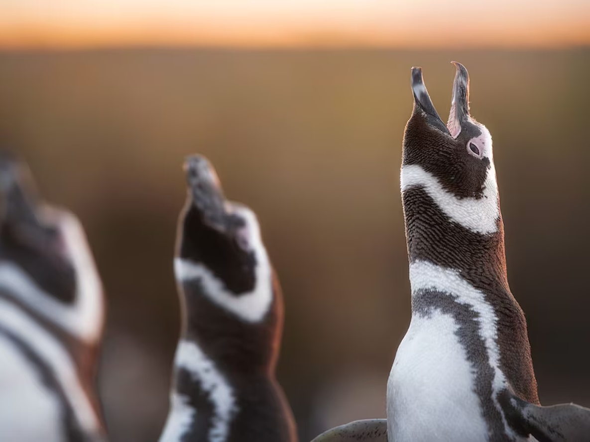 Furor por el streaming del Conicet con pingüinos: Aconcagua Radio habló con el biólogo Flavio Quintana