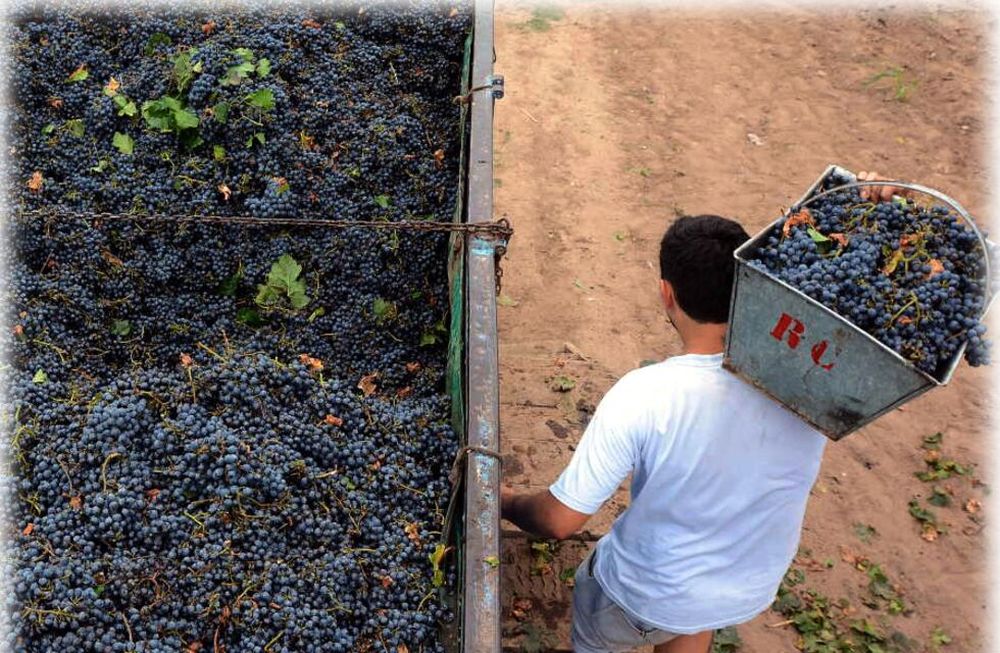 “La vitivinicultura está castigada”