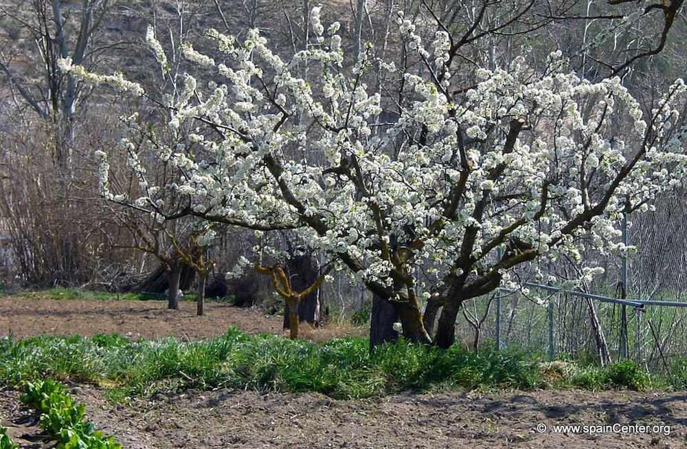 Las altas temperaturas adelantan la floración de varias plantas: cómo protegerlas