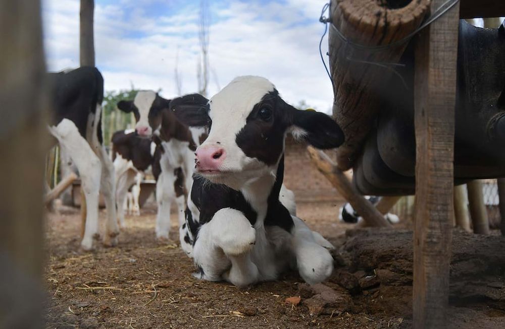 Una vaca danesa típica emite alrededor de seis toneladas métricas de CO2 al año.Foto:José Gutierrez / Los Andes
