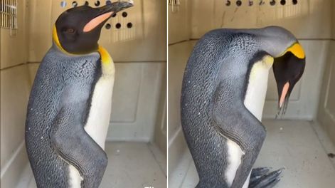 Un pingüino rey fue encontrado en el Río de la Plata.