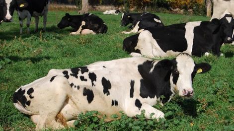 Detectan un caso de vaca loca en una granja británica y se encienden las alarmas