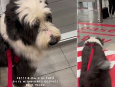 Fue a recibir a su dueño al aeropuerto y su reacción se volvió viral.