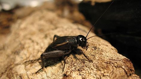 Durante la noche, su aparición puede interpretarse como una señal positiva.