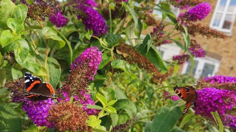 Los Andes | planta de verano