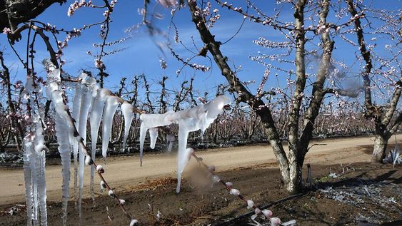 Las heladas tardías dejaron un saldo 8.200 denuncias por daños en la dirección de Contingencias Climáticas y una afectación de 80.000 hectáreas.