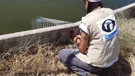 Los Andes | Los productores mendocinos deberán colocar rampas de escape en sus reservorios de agua para evitar el ahogamiento de especies silvestres. Foto: Dirección de Recursos Naturales y Renovables.