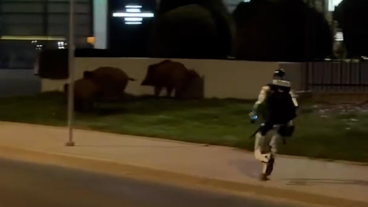 Un robot humanoide revoluciona Polonia persiguiendo jabalíes salvajes en las calles