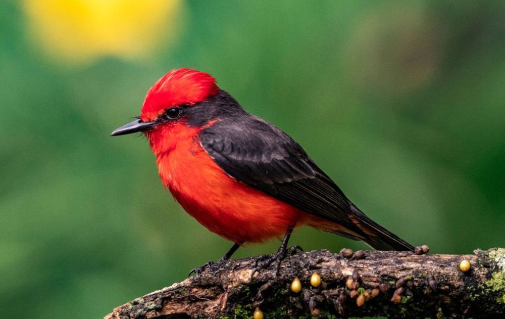 Ofrecer alimento natural a las aves a través de los árboles frutales no solo embellece el jardín, sino que también genera un punto de encuentro con la naturaleza.