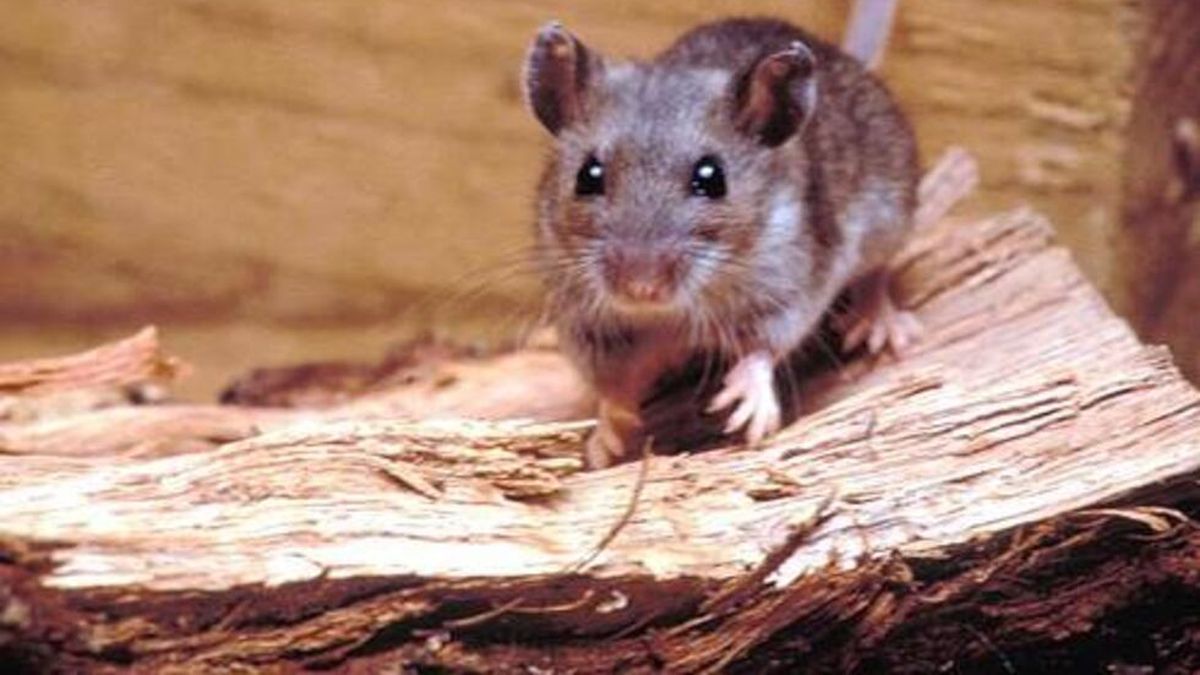 Brote de hantavirus: cuál es la situación en Mendoza y cuáles son los riesgos