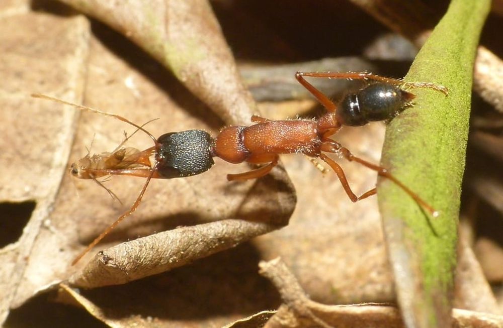 Encogen su cerebro y amplían sus ovarios para luchar por el liderazgo. Luego de elegida la reina, sus cuerpos pueden volver a su estado original. Foto: Gentileza Actualidad RT
