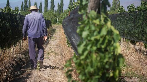 Los contratistas de viña gozarán de doce meses de salario, dos más que con la antigua legislación.