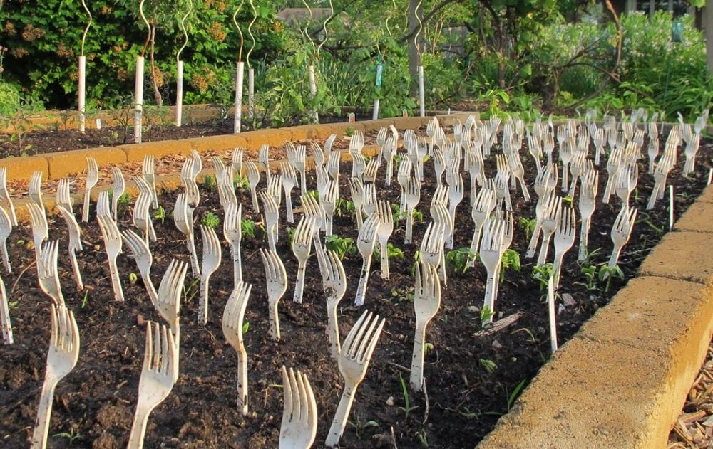 Este truco es económico, fácil de implementar y puede retirarse cuando las plantas estén firmes.