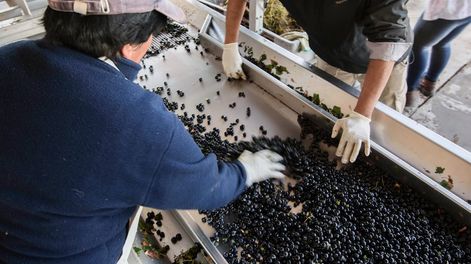 Los Andes | La industria afrontó el proceso de elaboración pensando en que habrá un margen menor para destinar al mantenimiento de máquinas. Foto: Ignacio Blanco/  Los Andes