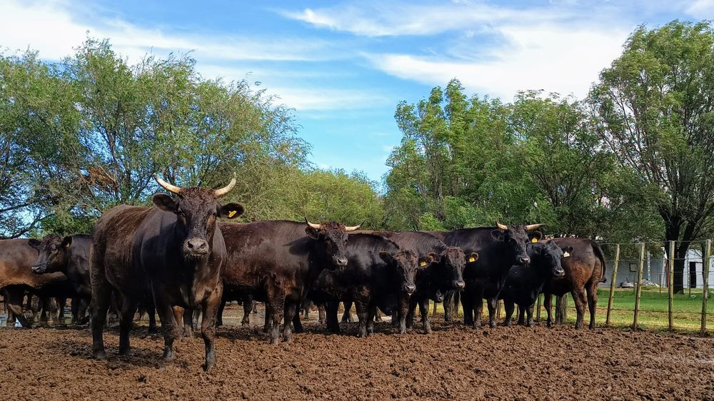  Crece el consumo de carne premium en la provincia de Mendoza. 
