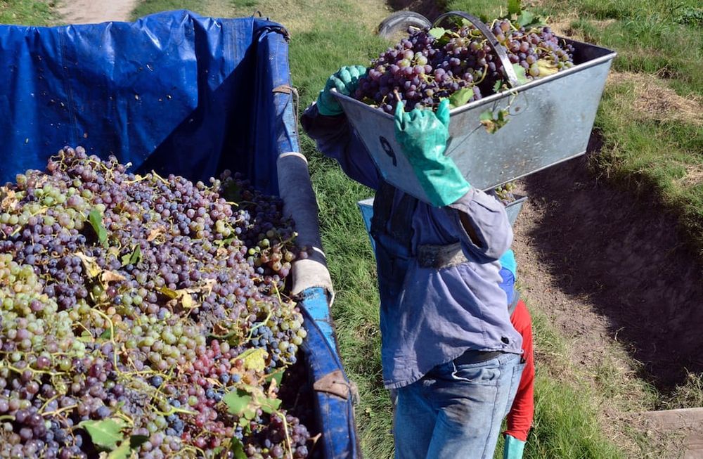 Se realizó la primera exportación argentina de uva en fresco sin bromurar