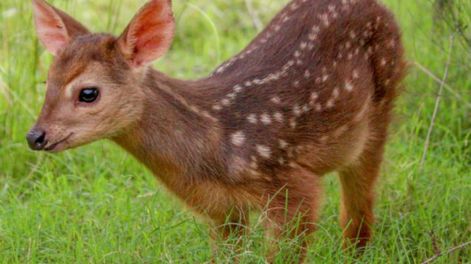 Los Andes | Qué se sabe de la especie de ciervo avistada por primera vez en Mendoza: podría haber 5 ejemplares. Foto: Daniél Ávalo - Categorización de Mamíferos de Argentina (Imagen ilustrativa)