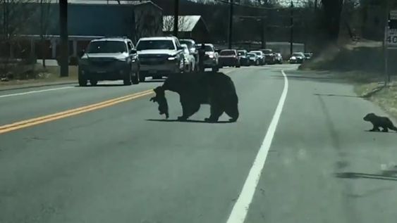 La mama oso intentaba cruzar a sus crías al otro lado pero uno de ellos la perseguía y no se quedaba quieto. Foto: Captura YouTube.