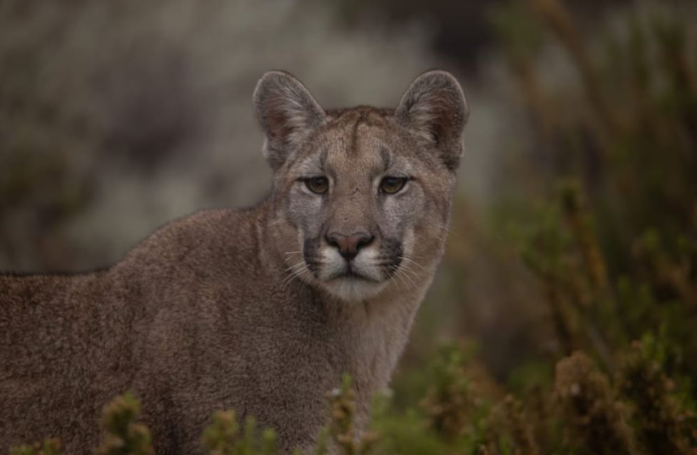 Guanacos huyen ante la presencia de un puma: la impactante secuencia que filmó un turista en Villavicencio. Foto: Martín Pérez - Guardaparque Reserva Villavicencio