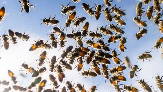 Abejas revoloteando después de que varias colmenas cayeran de un camión que las transportaba, liberando a miles de abejas, en Burlington, Ontario, el 30 de agosto de 2023. (Carlos Osorio/The Canadian Press vía AP)