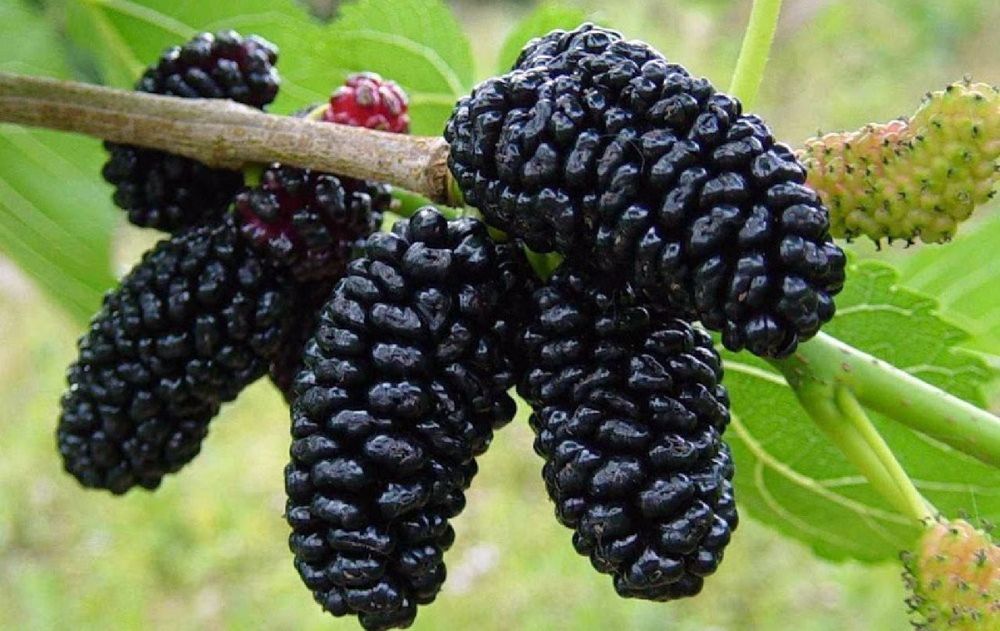 Ofrecer alimento natural a las aves a través de los árboles frutales no solo embellece el jardín, sino que también genera un punto de encuentro con la naturaleza.
