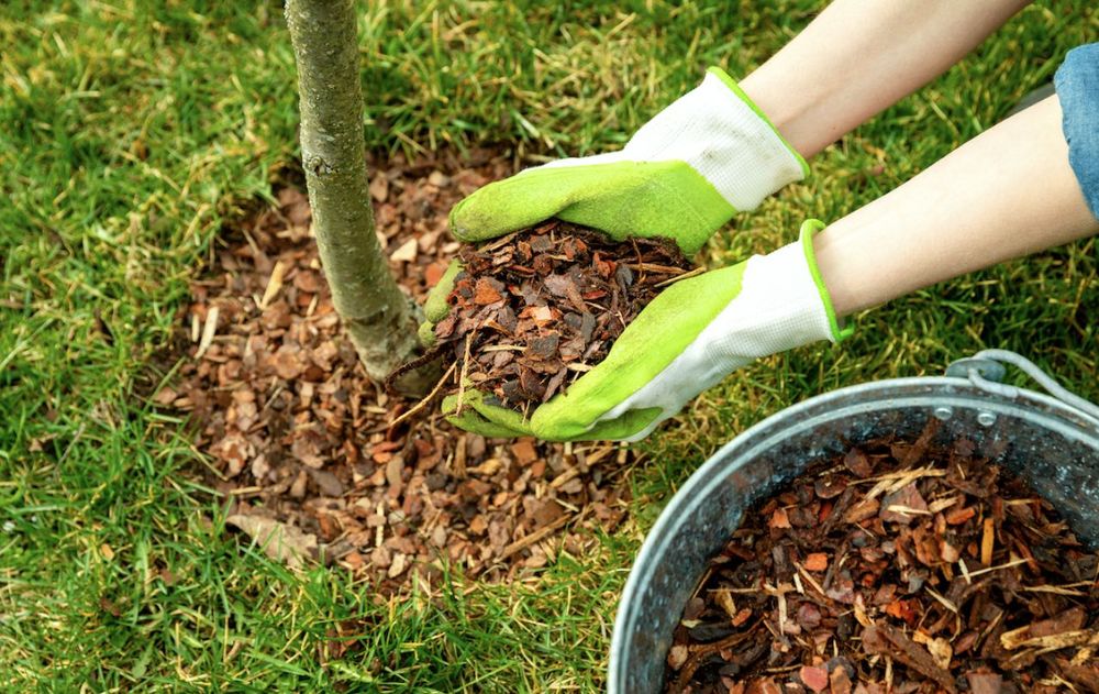 Esta mezcla protege el suelo, reduce la aparición de malezas y favorece un crecimiento más equilibrado tanto en árboles jóvenes como en ejemplares ya establecidos.
