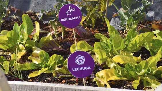 Inscripciones online para la entrega de semillas de la temporada otoño-invierno 2024