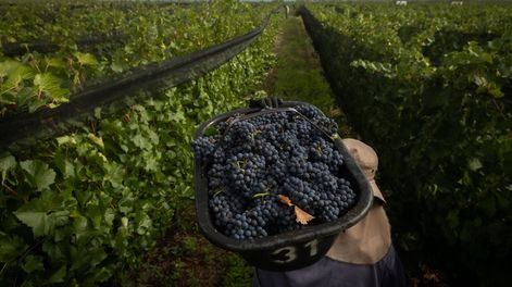 El conflicto entre Rusia y Ucrania podría traer aumentos, falta de insumos y complicaciones logísticas para la vitivinicultura. - Ignacio Blanco / Los Andes